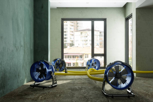 Best Local water damage restoration  in Pueblo West, CO